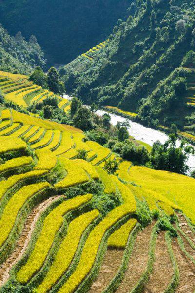 Sapa